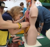 Na zdjęciu odoba próbuje zajrzeć do manekina, w którym ukryte są plastikowe ludzkie narządy Na zdjęciu odoba próbuje zajrzeć do manekina, w którym ukryte są plastikowe ludzkie narządy