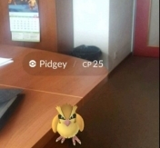 Ekran aplikacji w czasie rzeczywistym. Wyświetlił się na nim Pokemon Pidgey. Ekran aplikacji w czasie rzeczywistym. Wyświetlił się na nim Pokemon Pidgey.