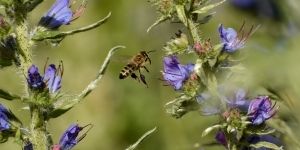 Na zdjęciu pszczoła na łące kwietnej