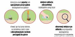 Grafika: jak usunąć kleszcza Grafika: jak usunąć kleszcza