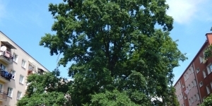 Dąb Jagiełło
