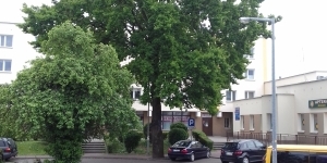 Dąb Zwycięstwa