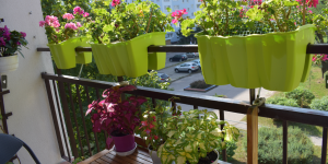 Zdjęcie Pan Wojciech (ul. Marysieńki balkon, II miejsce)