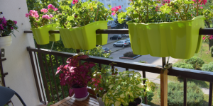 Zdjęcie Pan Wojciech (ul. Marysieńki balkon, II miejsce)