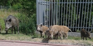 Kilka młodych dzików z matką Kilka młodych dzików z matką