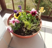 Na zdjęciu donica z bratkami. zdjęcie: terenias.blogspot.com