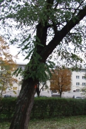 Rozbudowa Żłobka Miejskiego