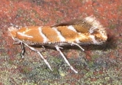 Szrotówek