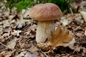 Poznaj grzyby – unikniesz zatrucia