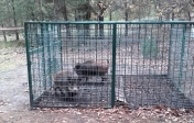 149 dzików wyjechało z powiatu/Fot. Starostwo Powiatowe