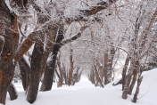 Śnieżyca