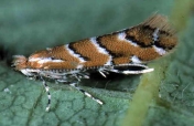szrotówka kasztanowcowiaczka/fot. szrotowek.com.pl