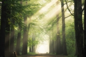 Las | źródło: freepik.com