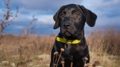 Labrador o imieniu Misza.
