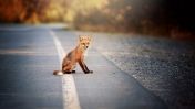 Na zdjęciu lis na skraju drogi