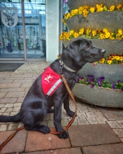 Na zdjęciu labrador Milka. Siedzi przed wejściem do Urzędu Miasta Legionowo