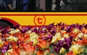 Na zdjęciu bok autobusu z logo Warszawskiego Transportu Publicznego, poniżej tulipany.