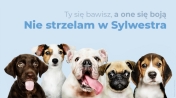 Na grafice psy, u góry napis mie strzelam w sylwestra