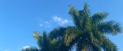 liście palm
