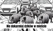 W tle rysunkowe dziki na ulicy; Napis: Nie dokarmiaj dzików w mieście