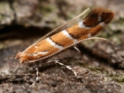 Szrotówek kasztanowcowiaczek (Cameraria ohridella)