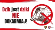 Dzik jest dziki nie dokarmiaj