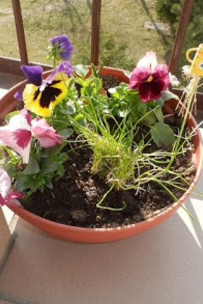Na zdjęciu donica z bratkami. zdjęcie: terenias.blogspot.com