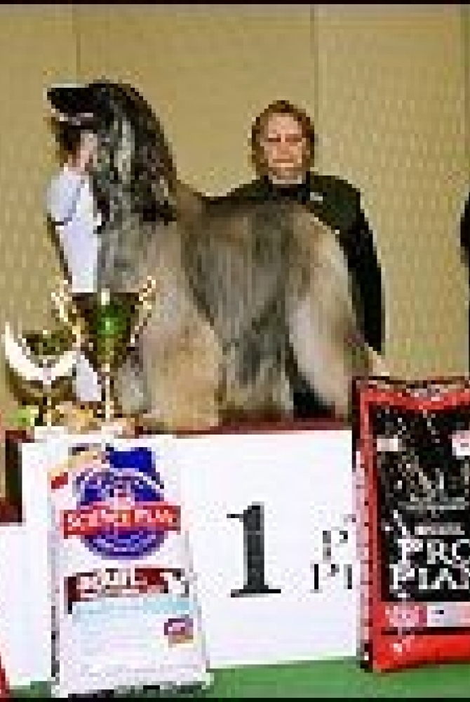 Best in Show