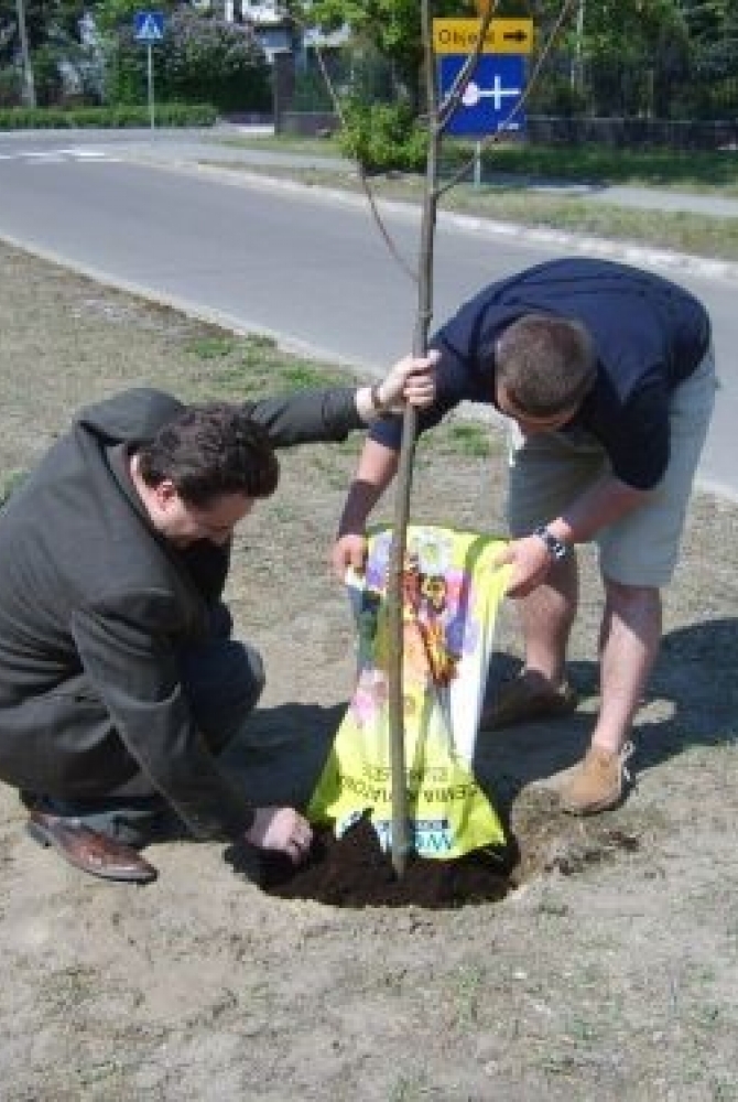 Zastępca Prezydenta Miasta Legionowo Piotr Zadrożny pomaga przy sadzeniu jednego z drzewek