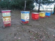 Na zdjęciu pasieki