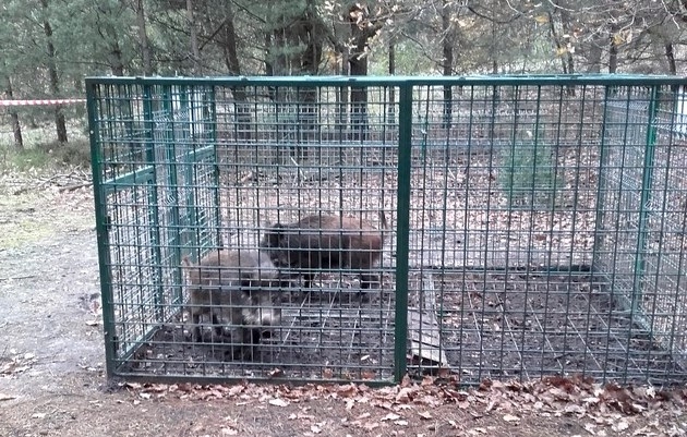 149 dzików wyjechało z powiatu/Fot. Starostwo Powiatowe
