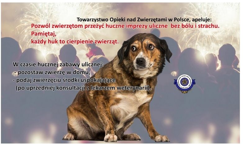 Apel o ochronę zwierząt podczas Sylwestra źródło: http://www.toz.pl