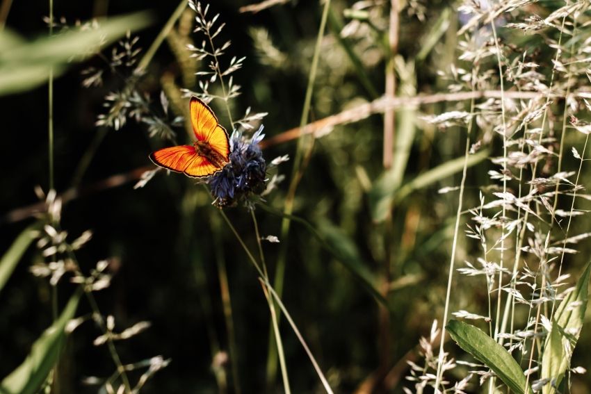Motyl siedzący na kwiacie. Autor Marta Maliszewska, pt. Piekno jest wszedzie.
