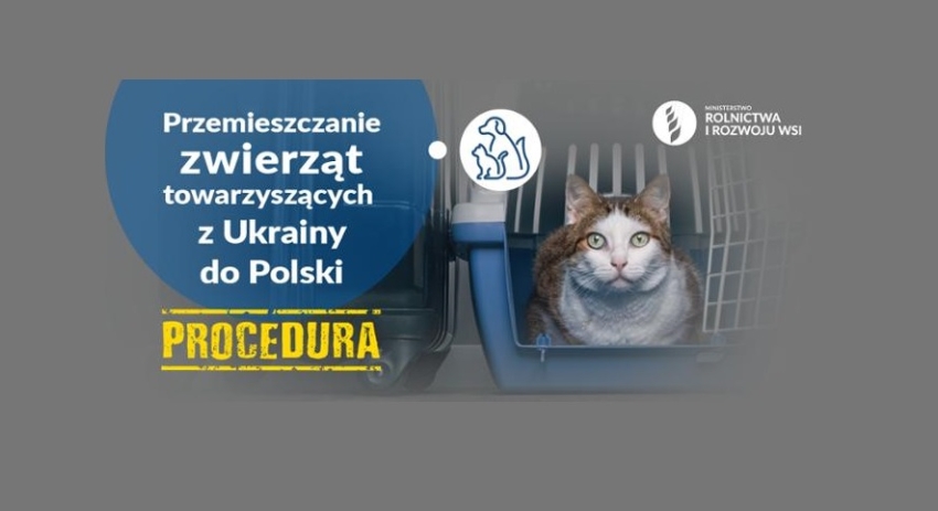 Kot w klatce