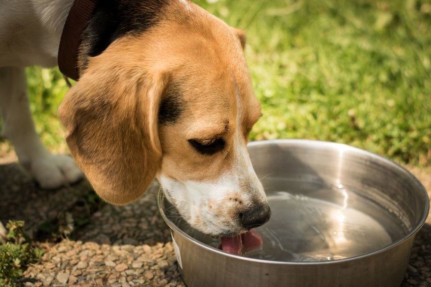 Na zdjęciu pies pijący z miski