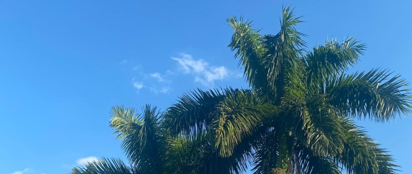 liście palm