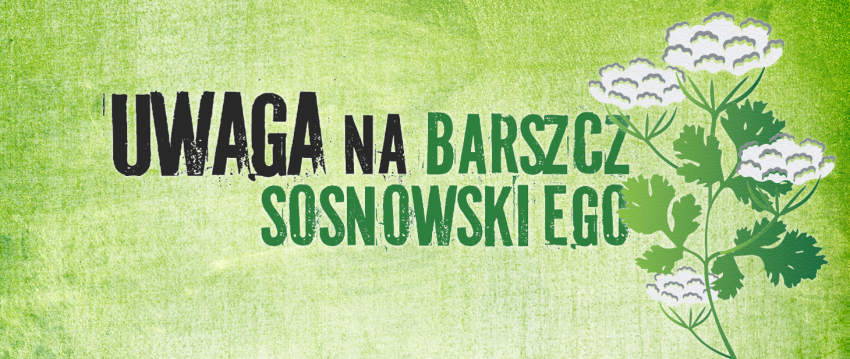 Uwaga na barszcz sosnowskiego