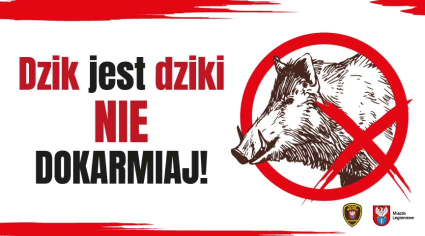 Dzik jest dziki nie dokarmiaj