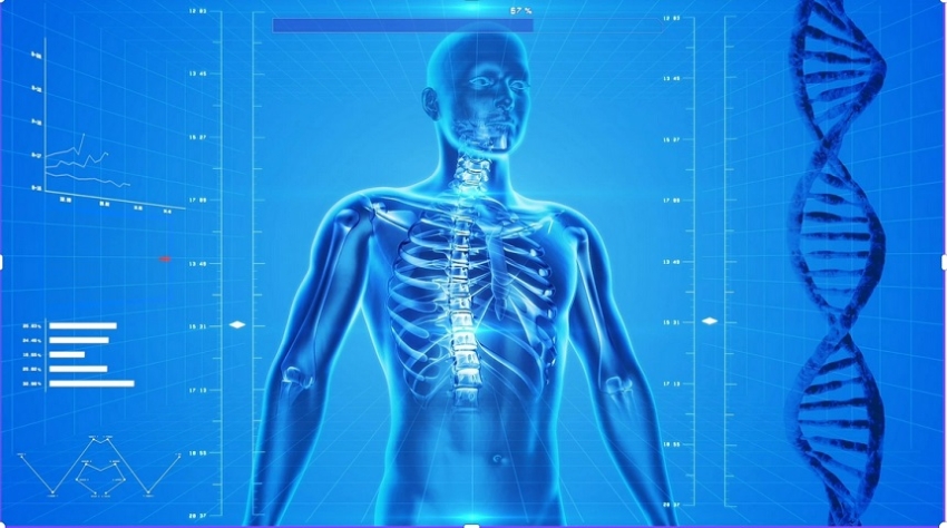 szkielet człowieka