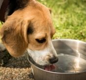 Na zdjęciu pies pijący z miski